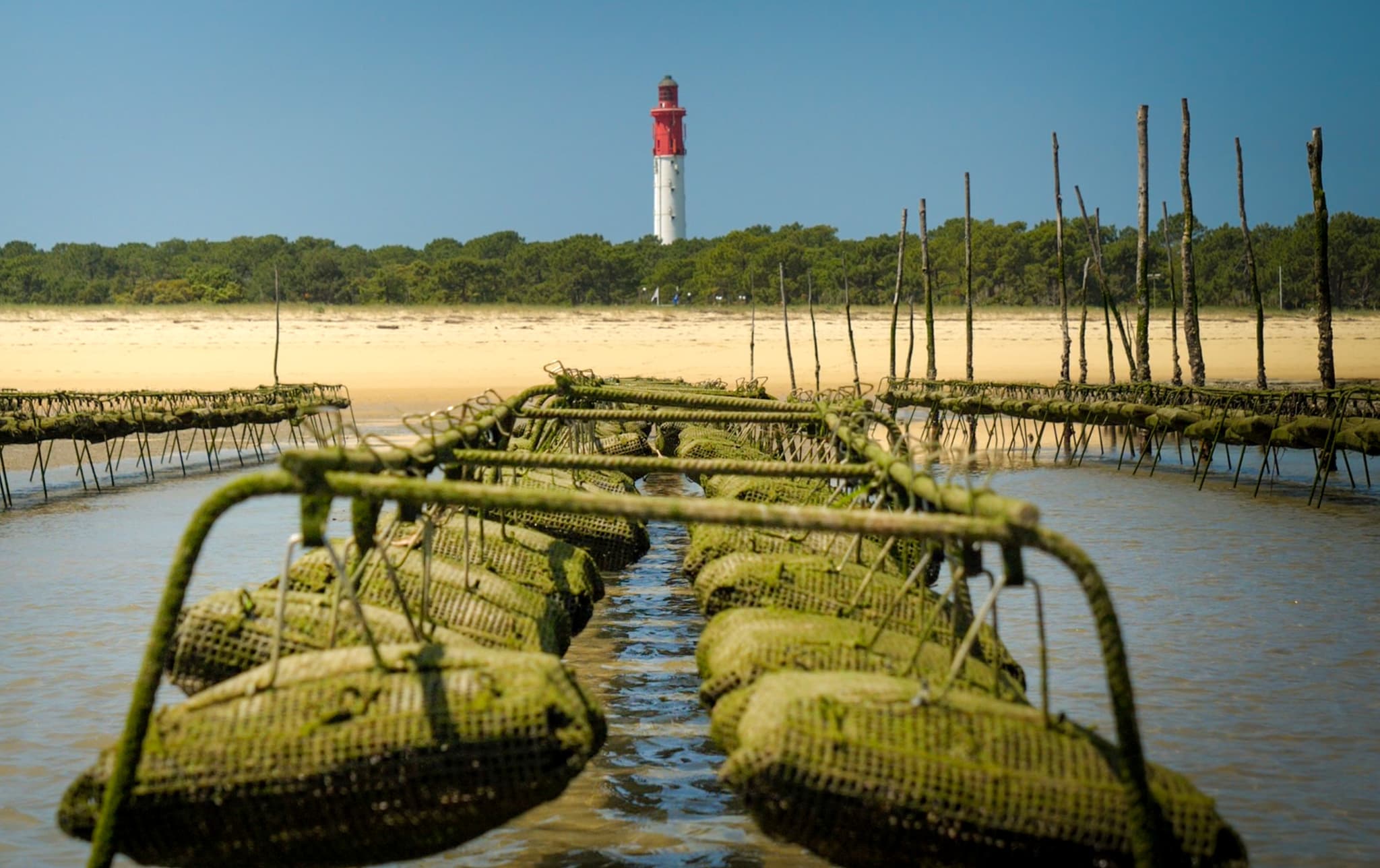Élevage sur les Parcs du Mimbeau