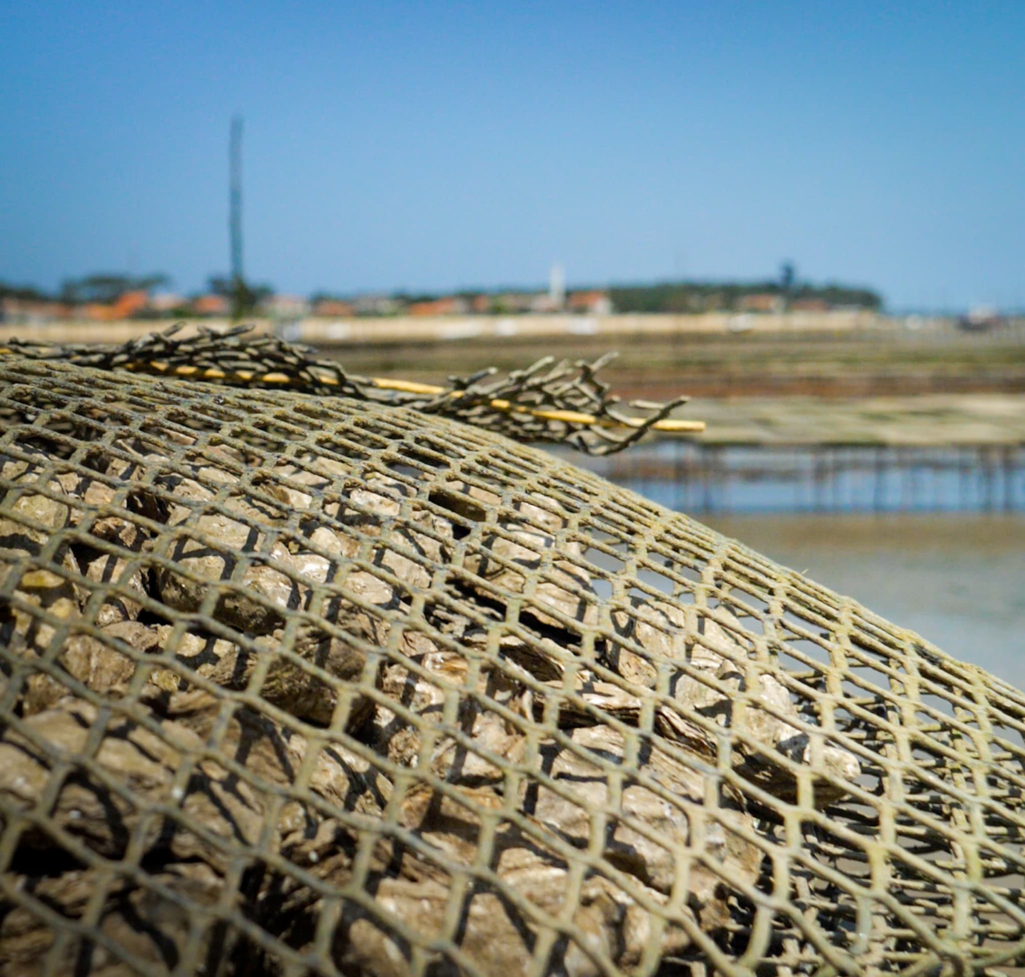 Huître Iodée du Bassin d'Arcachon