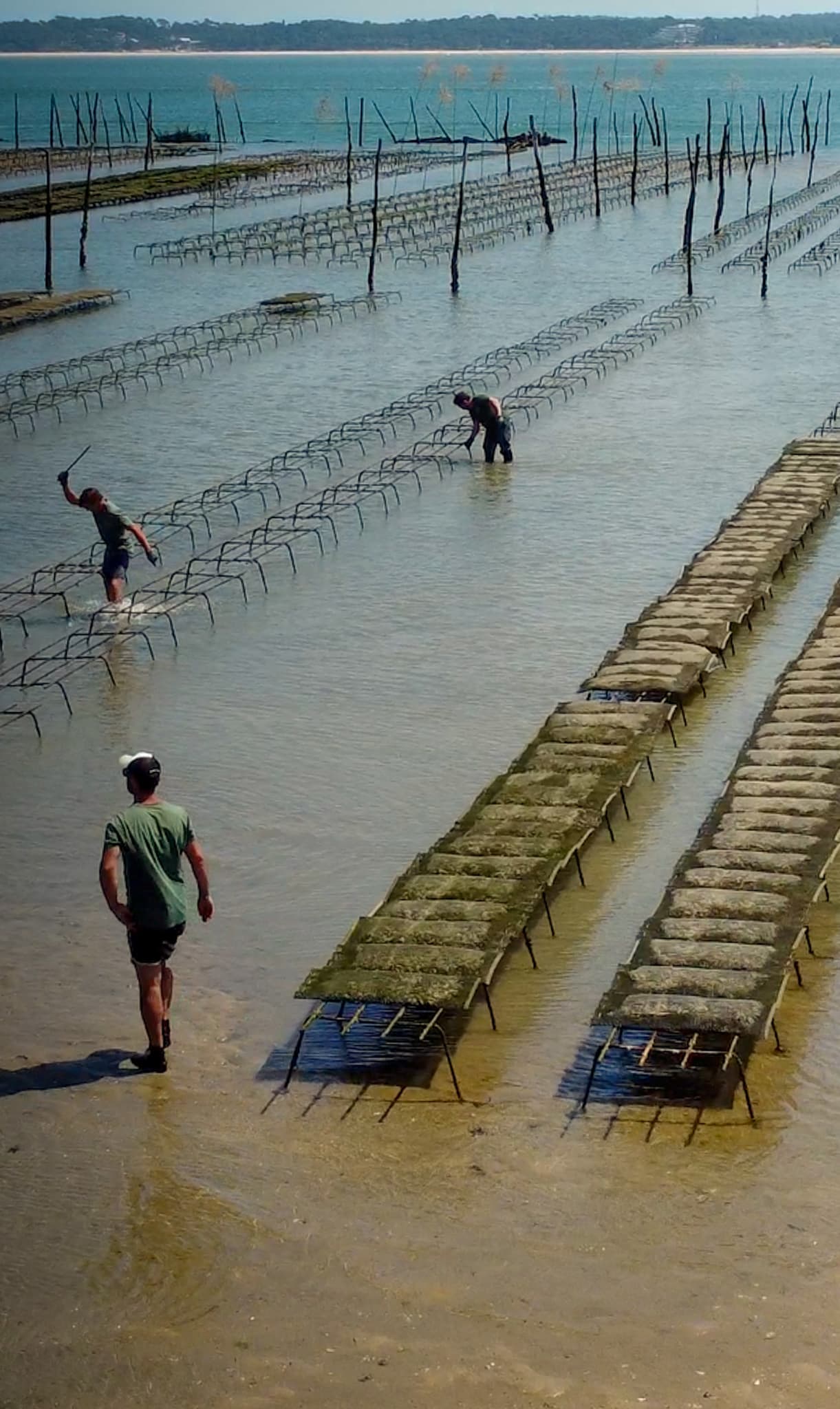 Sélection du naissain