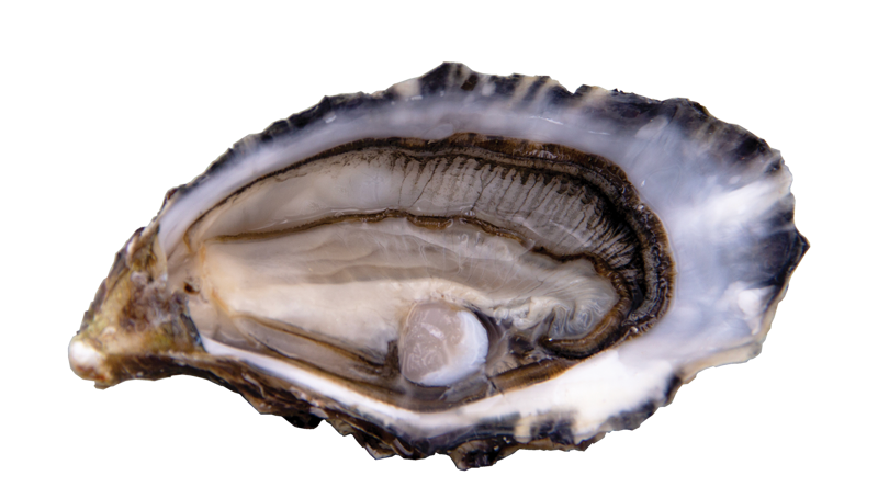 Huître Spéciale Ferret