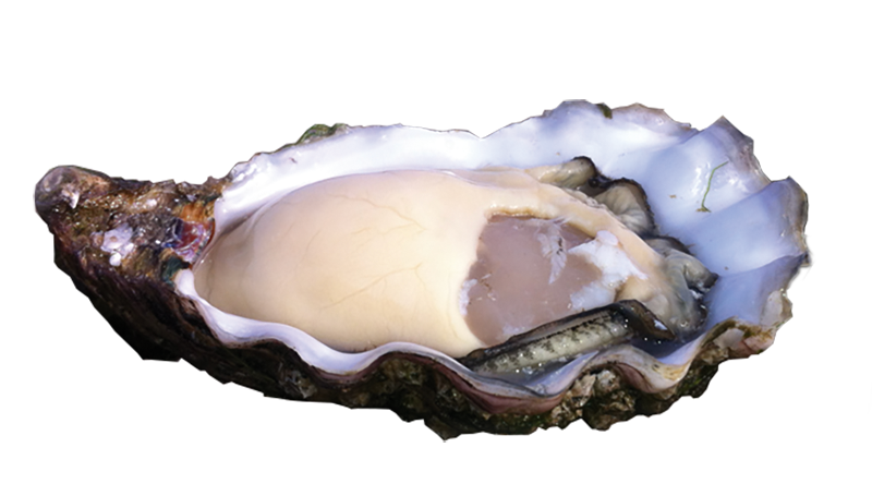 Huître Spéciale Ferret